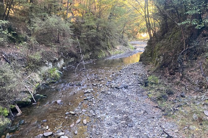 Rubicon Valley Horse Treks - 2 Hour River Trail Horse Trek - Beginner or experienced: what the small-group coaching actually feels like