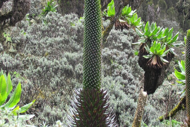 Rwenzori Mountains Trekking with Margherita Peak Summit - What makes Margherita Peak special (and not just tall)