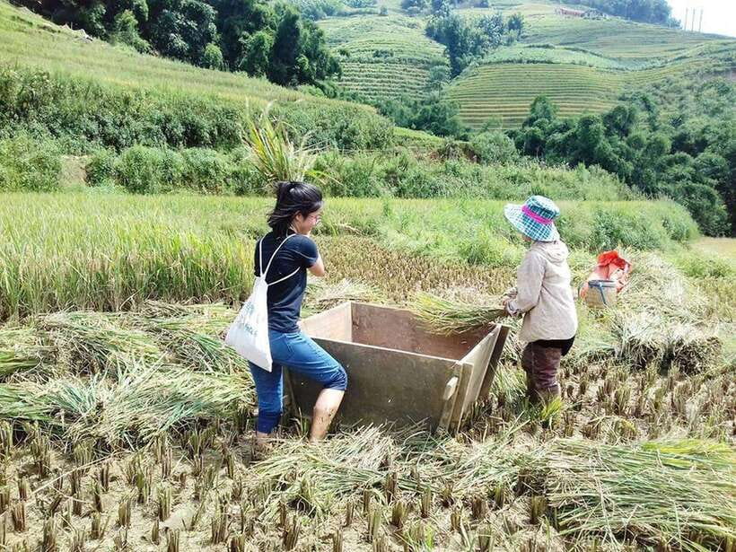 Sa Pa: Muong Hoa Valley Trek and Local Ethnic Villages - Rice terraces and mist: why the morning part is worth it