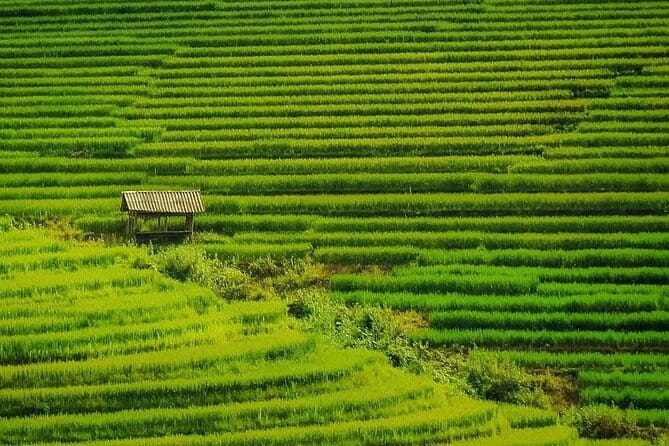 Sa Pa Trekking 2 Days 3 Nights Homestay by Night Train - Why This Sapa Trek Feels Efficient (Even If You’re Not a Treadmill Person)