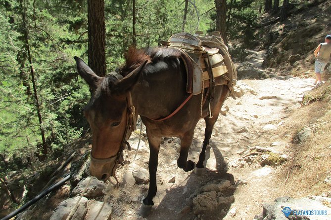 Samaria Gorge Trek: Full-Day Excursion from Chania with Guide - Who this Samaria Gorge hike is best for (and who should skip it)