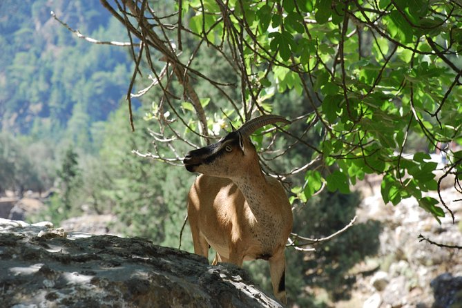 Samaria Gorge Trek: Full-Day Excursion from Rethymno with Guide - Omalos, Breakfast, and the Pace Reset Before the Descent
