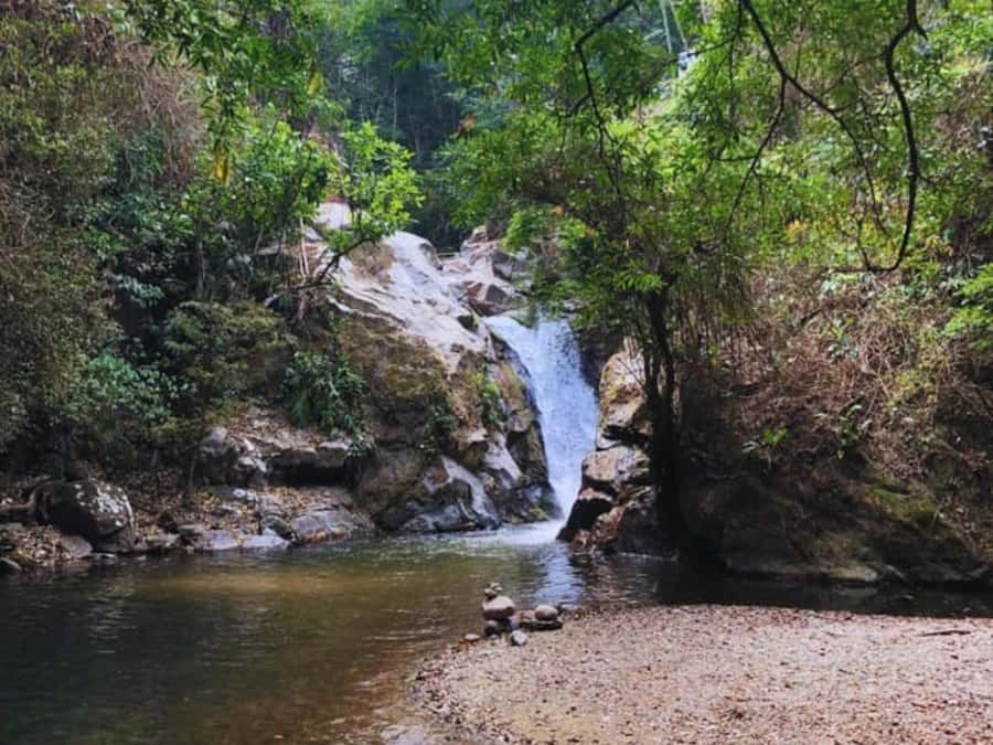 Santa Marta: Trekking in Minca Complete Waterfall Circuit - The guided trail in between: plant spotting and practical farming stories