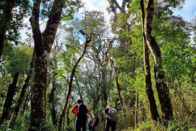Sapa 1 day trek with local guide to the village by Comlam - Rice Fields, Bamboo Forest, and Village Paths Between Ý Linh Hồ and Lao Chai
