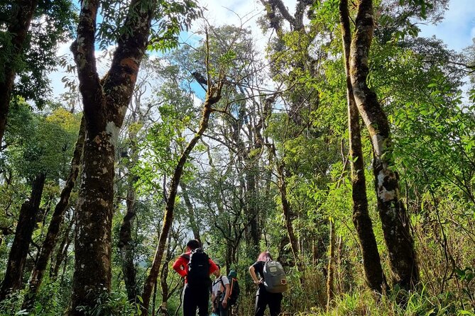 Sapa 1 day trek with local guide to the village by Comlam - Rice Fields, Bamboo Forest, and Village Paths Between Ý Linh Hồ and Lao Chai