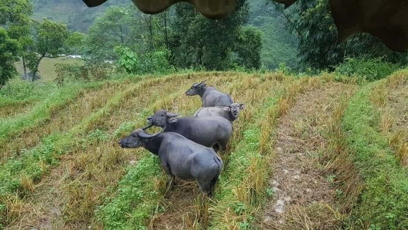 SAPA: 2 DAY TREK MOUNTAIN RICE FIELD WITH LINH'S HOMESTAY - Who This Trek Suits Best (and Who Should Think Twice)