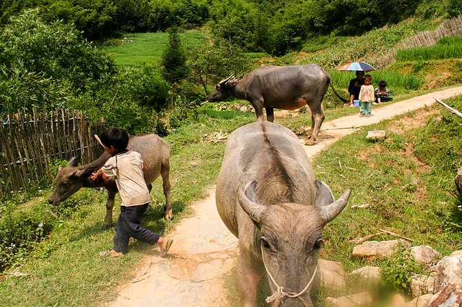 Sapa Easy Trekking Tour 1 Day - Rice Paddies and Cultures - How Village Visits Really Work Here
