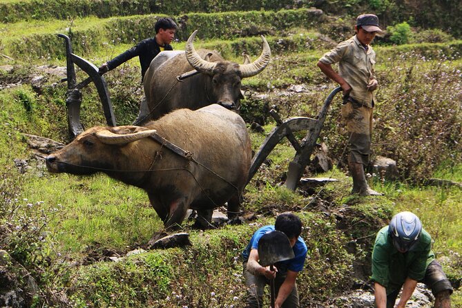 Sapa Hmong Family Trekking Adventures - Key Points That Make This Sapa Trek Worth Your Time