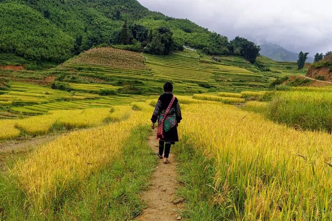 Sapa Local Trekking Adventures - What the guide adds (and when language matters)