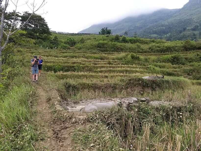 Sapa: Private trek to Muong Hoa Valley - Lao Chai rice terraces: the view stop with real impact