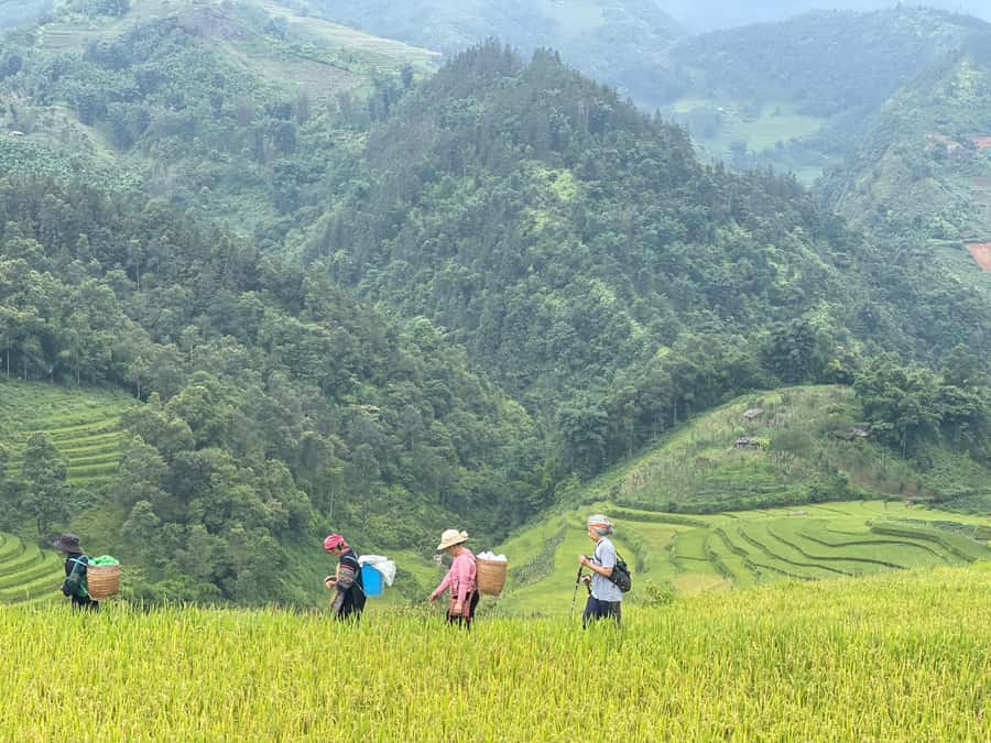 Sapa: Trekking Sapa One Day With Group Tour - Bamboo forests and Muong Hoa rice terraces: where the views start working