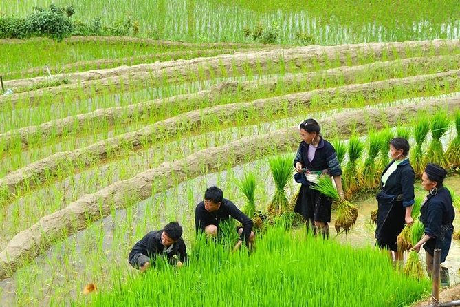 Sapa Trekking Tour 2 Days 1 Night By Bus - What to pack and how to prep for the trail