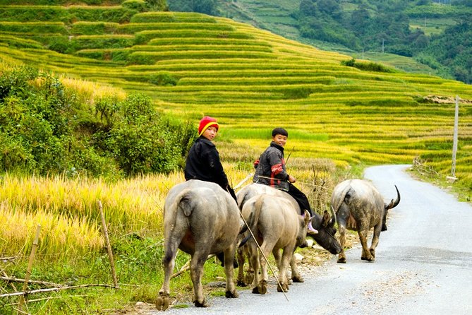 Sapa Villages trekking and homestay 2 Days/ 1 night package tour: best selling - The simple reason this trek feels more local than most “short tours”