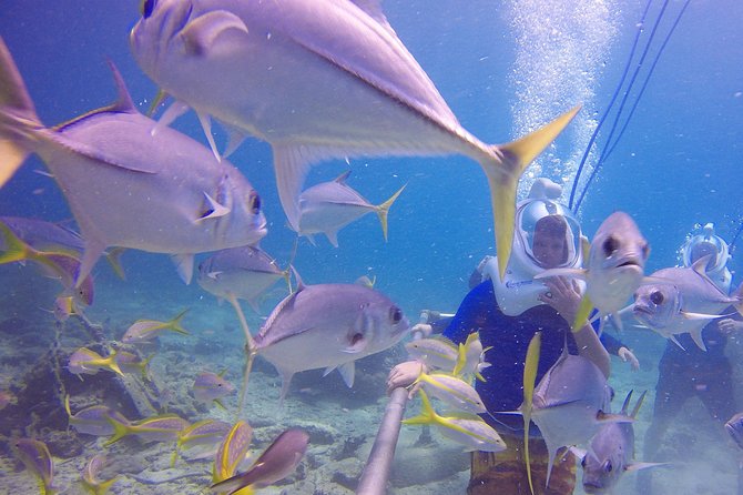 Sea Trek Helmet Dive at Coral World Ocean Park - Tips to feel calm fast (even if you’re nervous)
