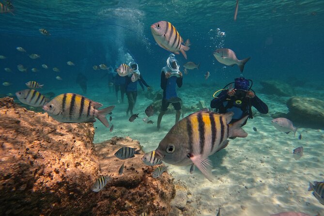 Sea Trek Underwater Walk in Tenerife – No Swimming Required - Key things that make this Sea Trek special