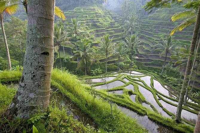 Selogriyo Temple and Trekking Java Rice Terraces, hidden waterfall -Nature Java - The walk to the falls: what to wear and what to expect