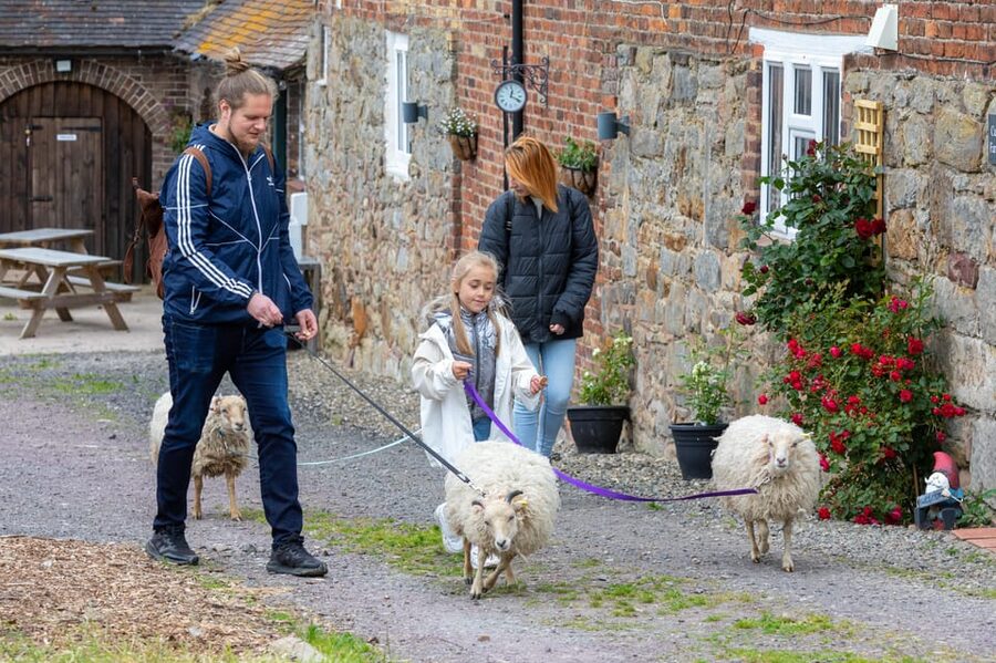 Shropshire: Sheep Trek with the Smallest Sheep in the World - Key Things I’d Focus On Before You Go