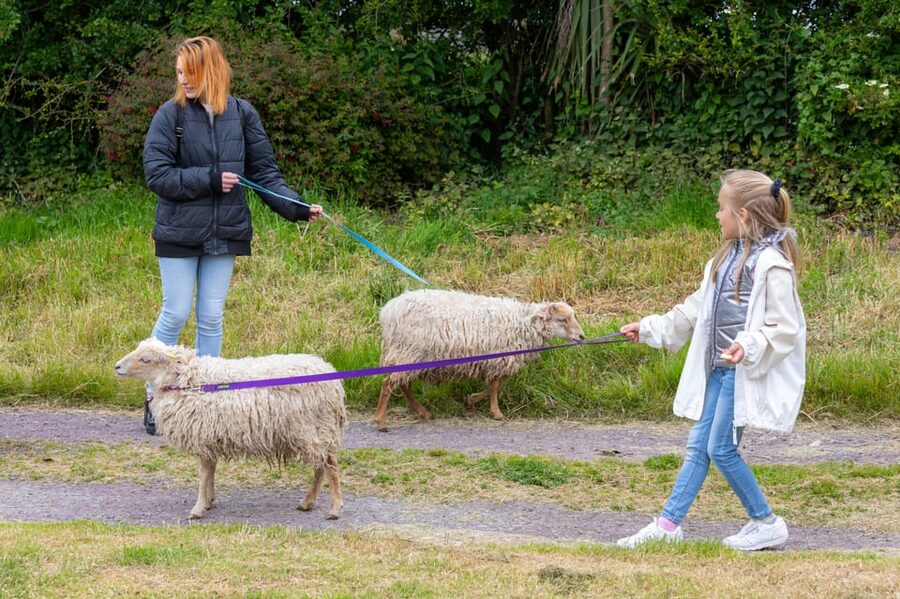 Shropshire: Sheep Trek with the Smallest Sheep in the World - The 10-Minute Safety Briefing: Small Time, Big Benefit