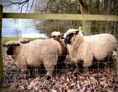 Shropshire: Sheep Trek with the Smallest Sheep in the World - Where It Starts: Frankly Alpacas and the Pre-Walk Vibe