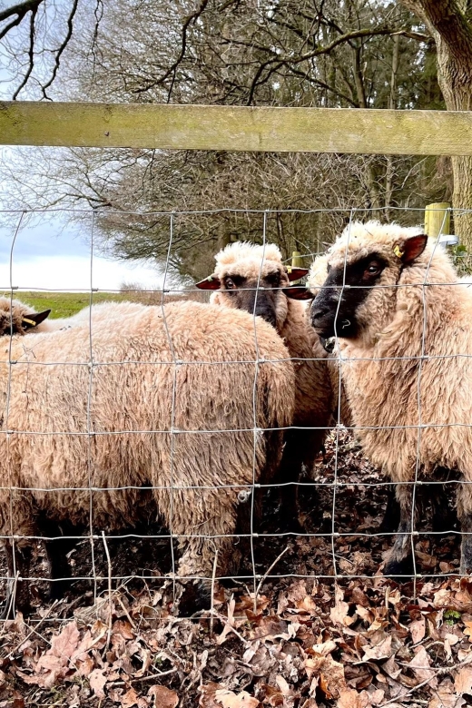 Shropshire: Sheep Trek with the Smallest Sheep in the World - Photo and Selfie Time: Don’t Rush It