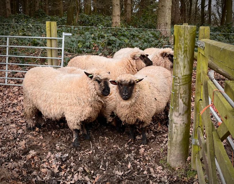 Shropshire: Sheep Trek with the Smallest Sheep in the World - What You’ll Learn: The Breed Story Behind the Giggles