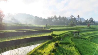 Sidemen rice terraces trek and local village walk - Where you meet your guide in Sidemen (Ming Homestay or hotel pickup)