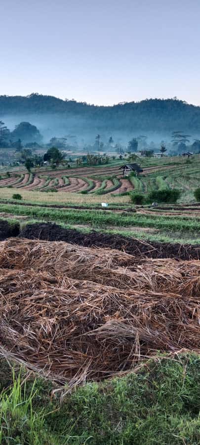 Sidemen rice terraces trek and local village walk - Walking through rice paddies: irrigation, farming, and the mud reality