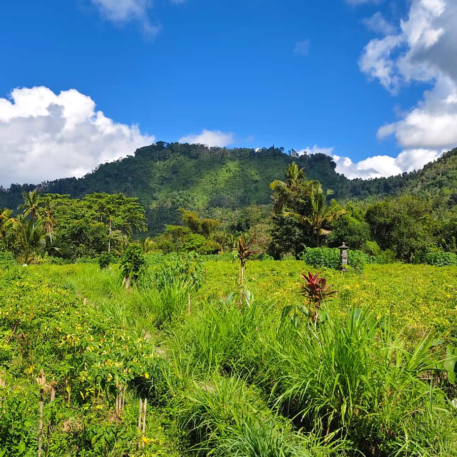 Sidemen rice terraces trek and local village walk - Photos, viewpoints, and how to get the shots without slowing everyone down