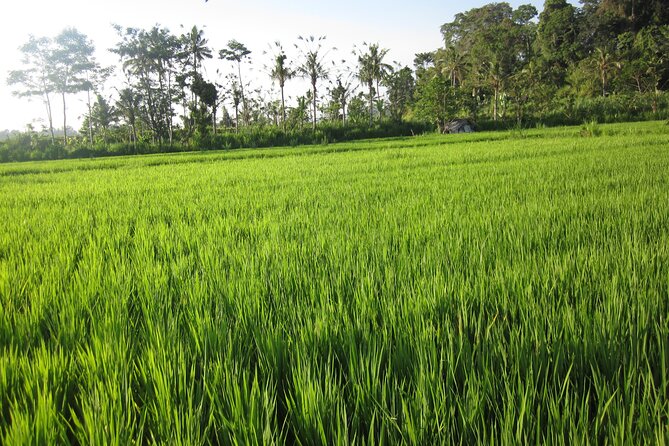 Sidemen Trekking with Cultural Encounters and Nature Views - Selisian Views and Cepug Rice View: Mount Agung framed by farming life