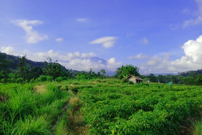 Sidemen Trekking with Cultural Encounters and Nature Views - Lepusa Sidemen Trek: the rice-field trail portion