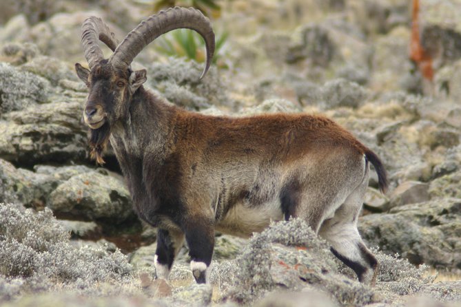 Simien Mountains National Park – 7 Day Trek - Sankaber to Geech: Jinbar waterfall, river lunch, and tukul coffee (Day 2)
