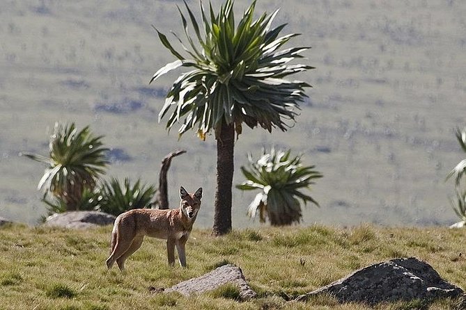 Simien Mountains National Park – 7 Day Trek - Sona to Mekarebya: downhill walking and changing highland vegetation (Day 5)