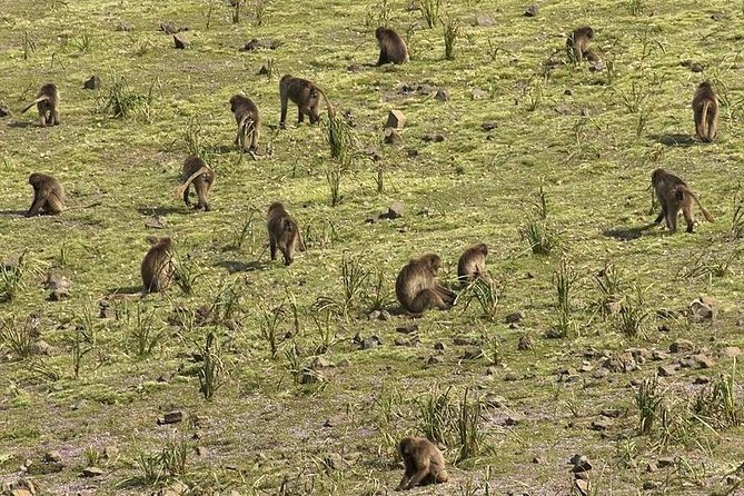 Simien Mountains National Park – 7 Day Trek - Wildlife and bird life: what you can realistically look for