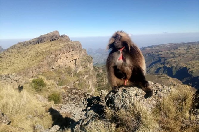 Simien Mountains Trekking Adventure - Key highlights you’ll feel fast