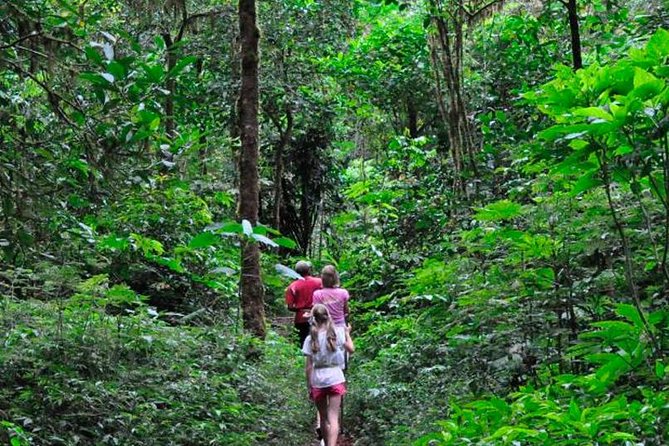 Sinharaja Rainforest Trekking Private Day Trip with Local Lunch - Key highlights you’ll actually care about
