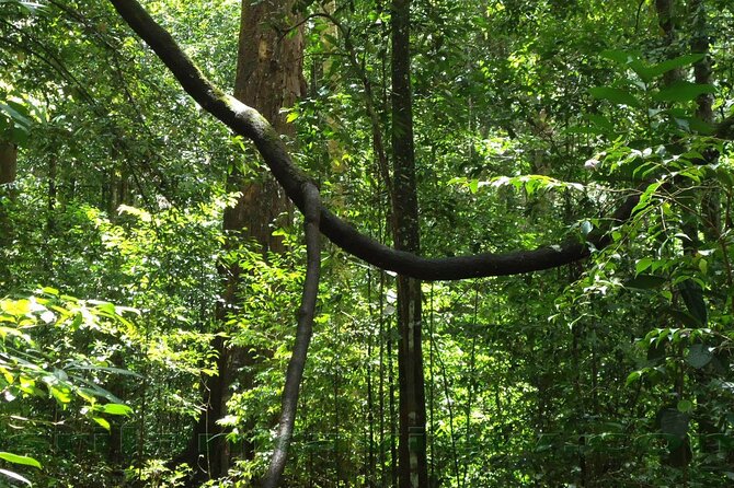 Sinharaja Rainforest Trekking Private Day Trip with Local Lunch - Waterfall chances and wildlife spotting: what to expect from rainforest moments