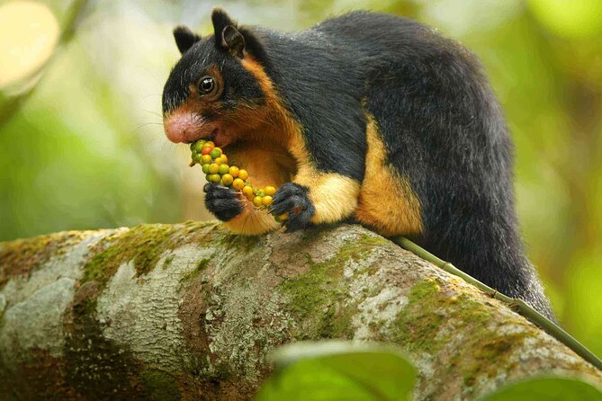 Sinharaja Rainforest Trekking Private Day Trip with Local Lunch - Price and value: why $120 can make sense for an all-in rainforest day