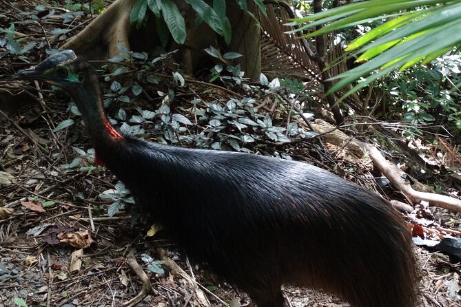 Small-Group Trekking Experience in Daintree National Park - Key points to know before you go