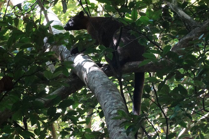 Small-Group Trekking Experience in Daintree National Park - Old-growth rainforest on real trails: what makes this walk different