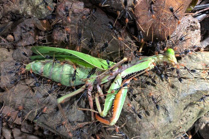 Small-Group Trekking Experience in Daintree National Park - Stop 2: Daintree National Park, but on a quieter private reserve