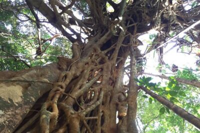 Small-Group Trekking Experience in Daintree National Park - Meet at Camelot Cl: getting oriented fast in Cape Tribulation