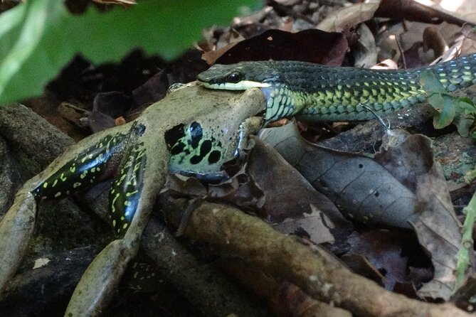 Small-Group Trekking Experience in Daintree National Park - What you might actually see: cassowary and the forest’s moving clues