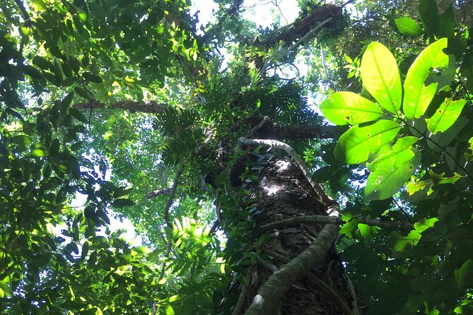 Small-Group Trekking Experience in Daintree National Park - Duration and pace: 1 hour 45 minutes that feels like more