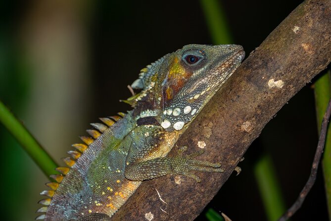 Small-Group Trekking Experience in Daintree National Park - Value check: $53.79 for a 10-person scientist-led rainforest walk