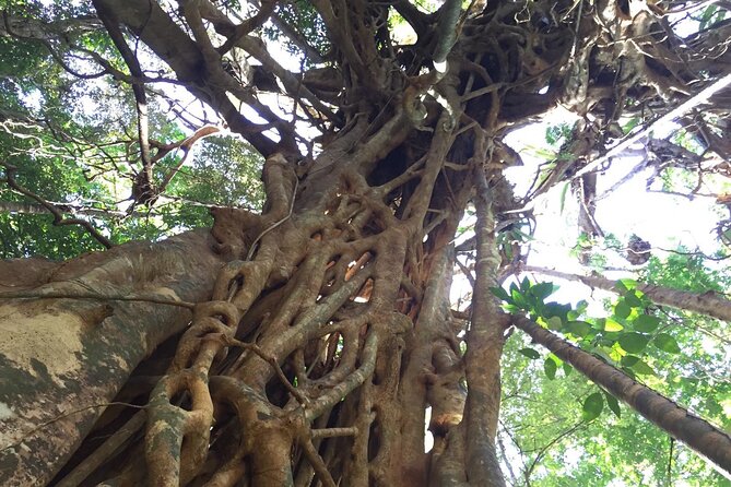 Small-Group Trekking Experience in Daintree National Park - Meet at Camelot Cl: getting oriented fast in Cape Tribulation