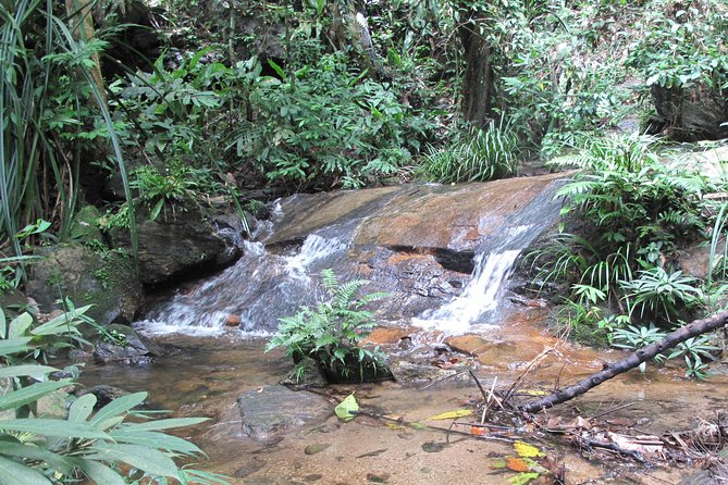 Small Group : Trekking Trip in Chiang Mai (Doi Suthep Area) with Market Tour - The Doi Suthep–Pui forest trek: ranger talk and rare birds