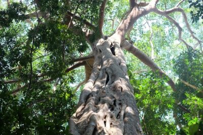 Small Group : Trekking Trip in Chiang Mai (Doi Suthep Area) with Market Tour - Transport, pickup, and the small-group advantage in real life
