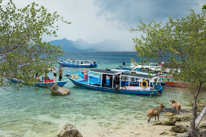 Snorkeling & Trekking at West Bali National Park - Day 1: Menjangan Island snorkeling, boat time, and what you’ll see