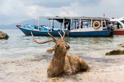 Snorkeling & Trekking at West Bali National Park - Day 2: Trekking West Bali National Park from Jayaprana & Layon Sari Temple