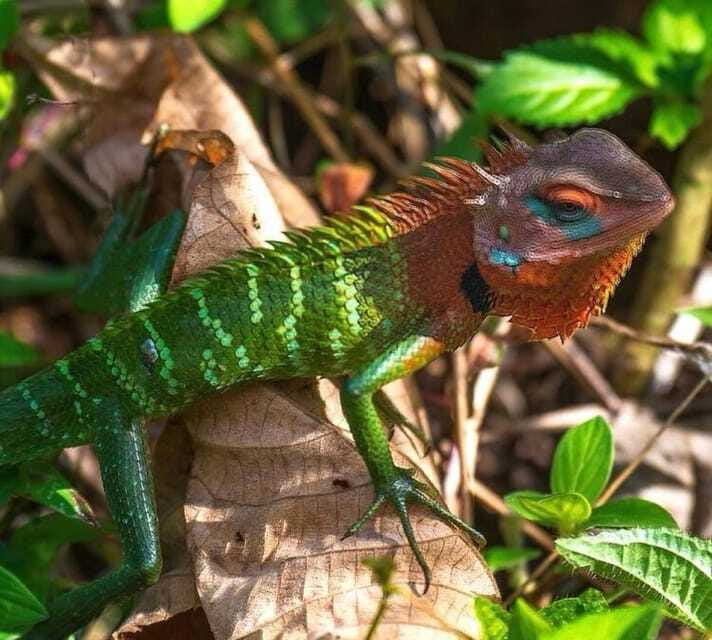 Sri Lanka : Sinharaja Rainforest Guided Trek with Pickup - Gear and safety: shoes, rain, insect repellent, and the leech reality